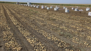 Konya Şeker’den Patates üreticilerine bedel ödemesi